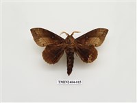 藏品(大灰枯葉蛾)的圖片